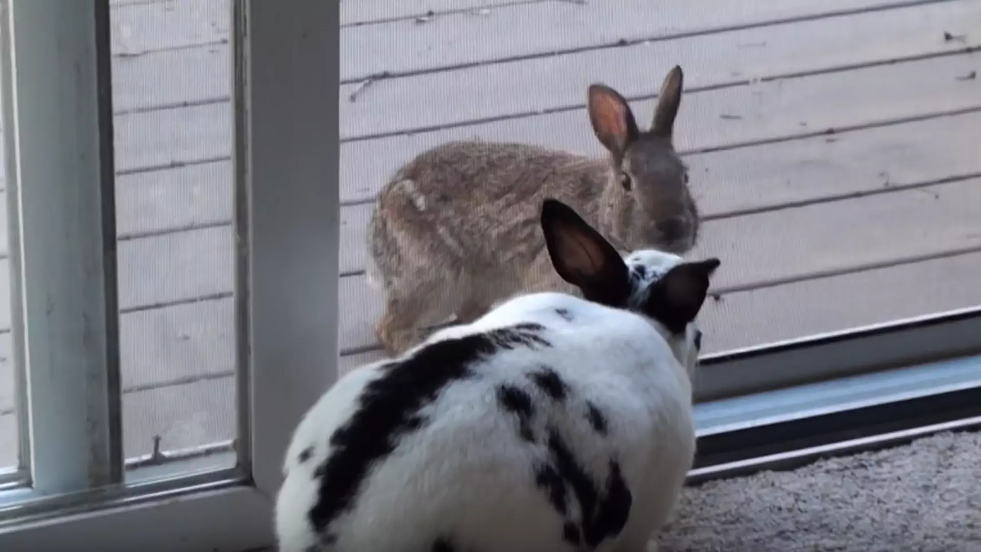 Dziki zając spotyka domowego królika. To miłość od pierwszego wejrzenia!