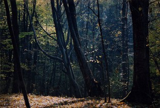Obowiązkowe limity pochłaniania. Polscy rolnicy i leśnicy mogą zarobić na emisjach CO2