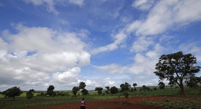 Malawian subsistence farmer Rozaria Hamiton plants sweet potatoes near the capital Lilongwe, Malawi February 1, 2016.  REUTERS/Mike Hutchings