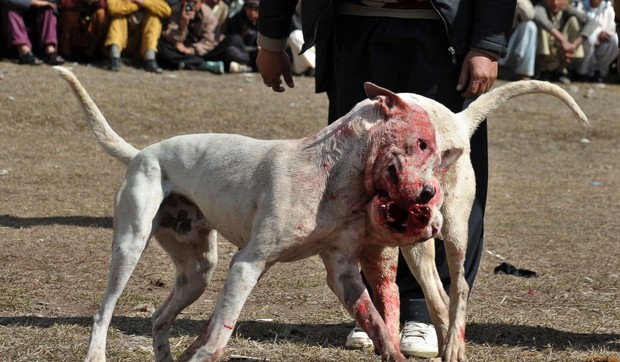 166901_1002-borbe-pasa-foto-afp