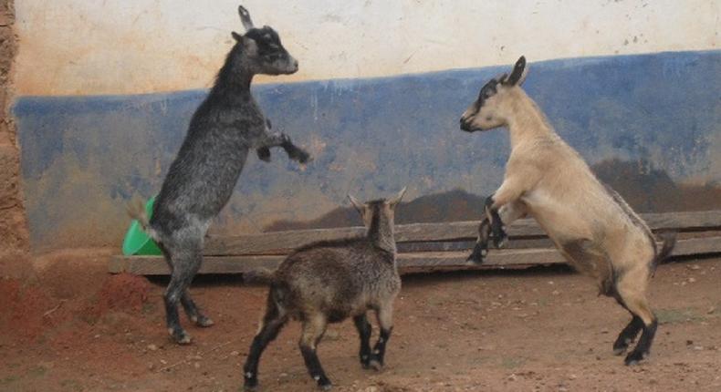 Ga West Assembly: 4 ‘arrested’ goats finally auctioned for ¢665