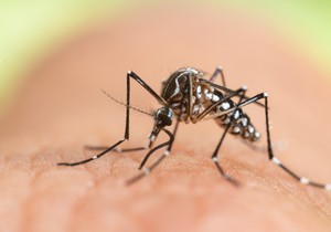Tigrasti komarac - Aedes albopictus