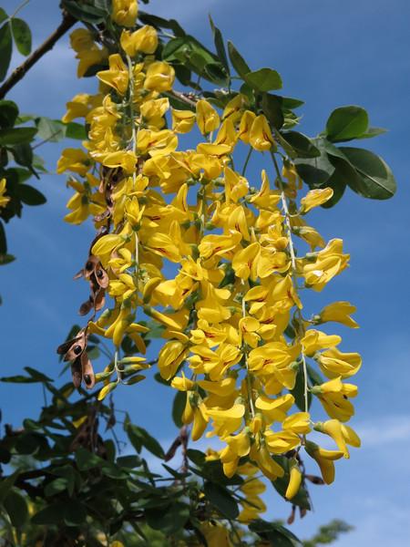 K otrave zlatým dažďom môže dôjsť už pri skonzumovaní piatich kusov kvetu. Nebezpečnejšie sú však plody pripomínajúce fazuľové struky.
