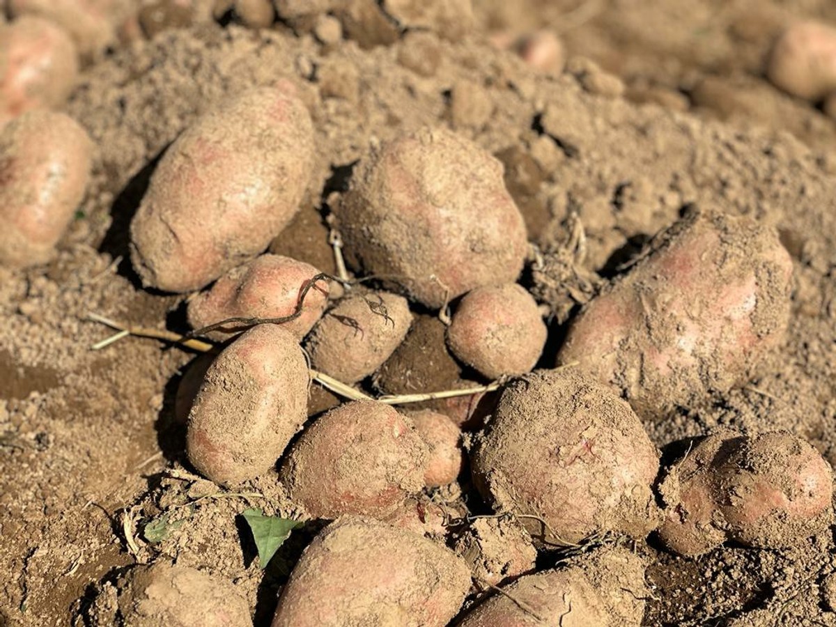 Krompir je poreklom iz južne amerike