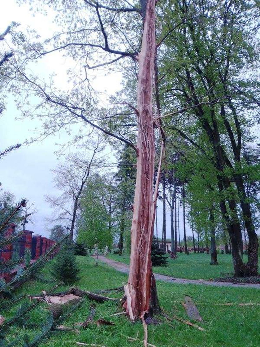 piorun uderzył w drzewo