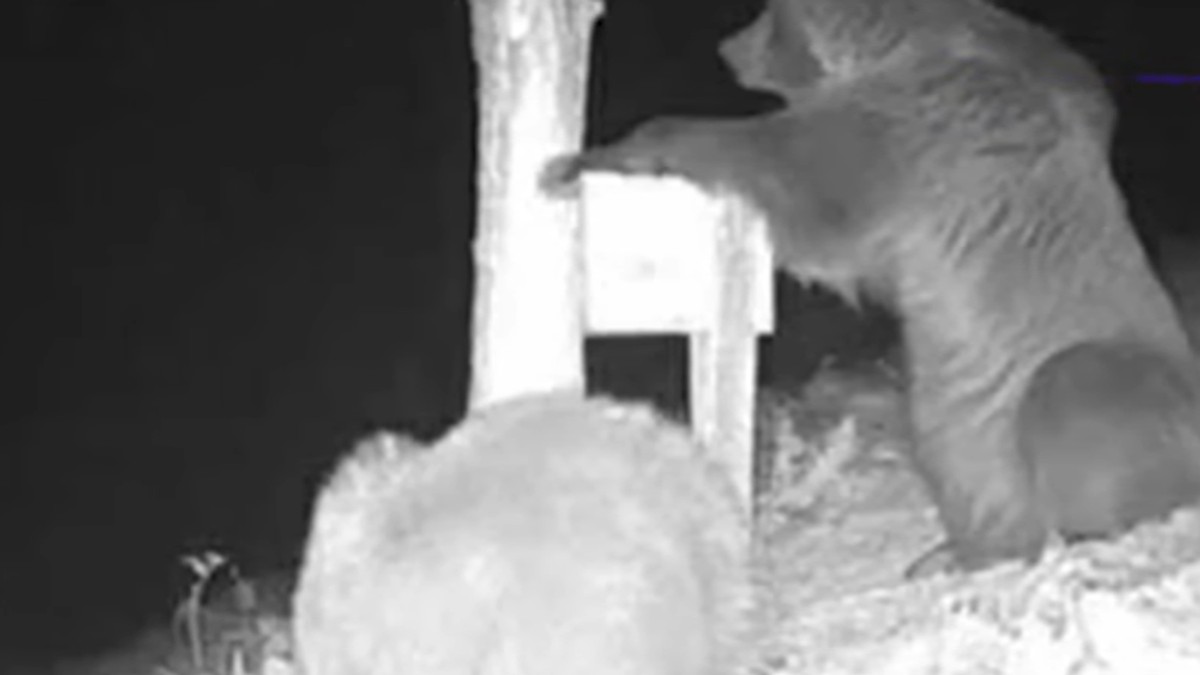 Medvedi kod Ivanjice