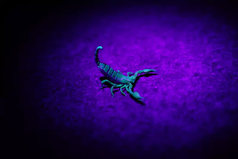 Pięć cech Skorpiona, o których mało kto wie