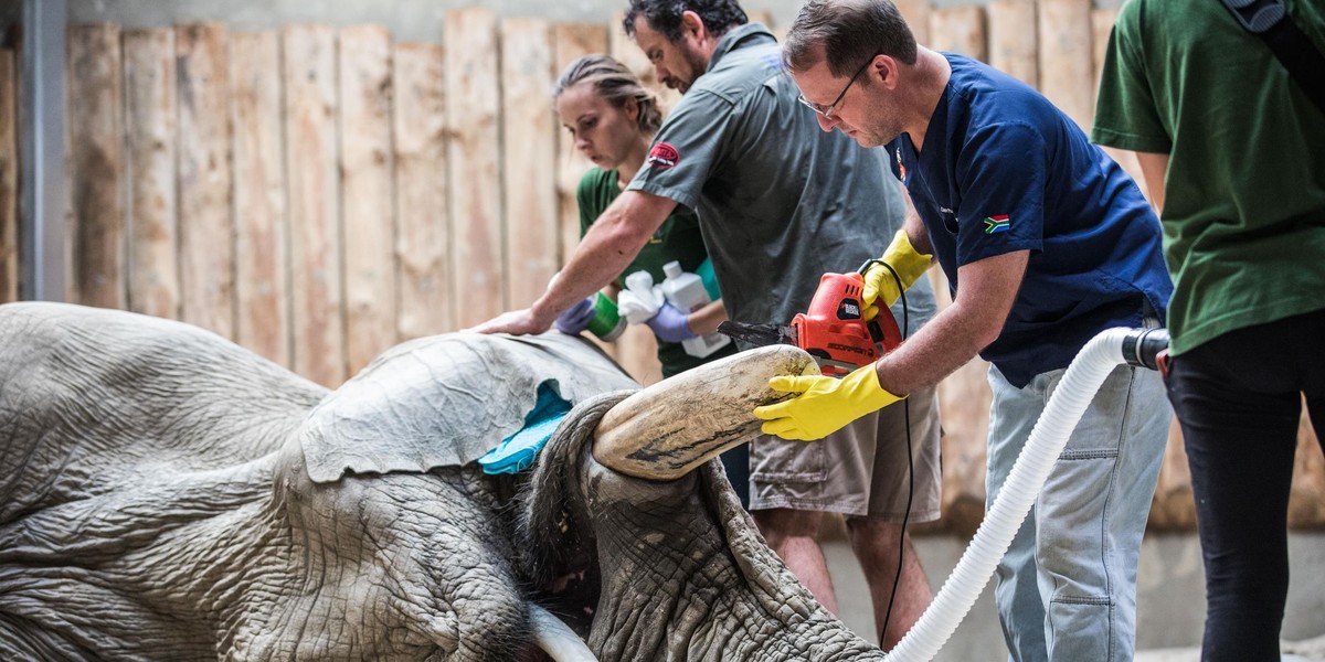 Poznań: operacja słonia Ninio w zoo. Usunięto mu cios