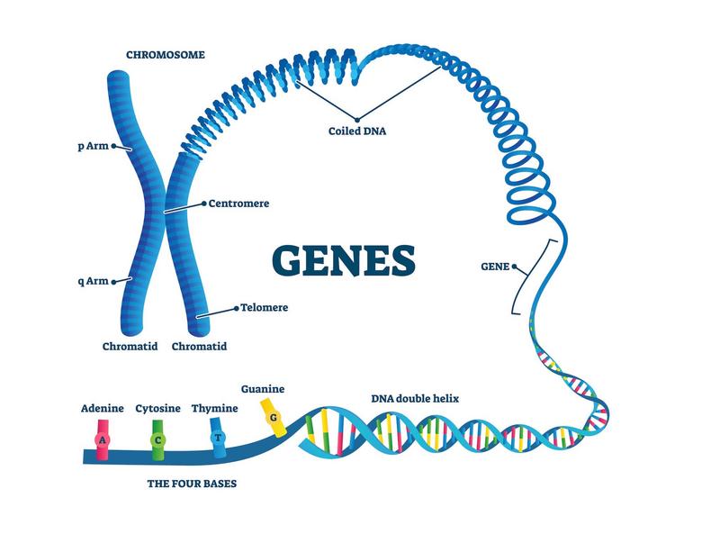 Genetic syndrome.VectorMine/iStock/Getty Images Plus