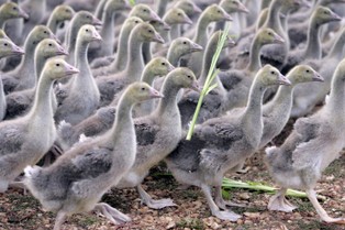 Branża drobiowa promuje gęsinę