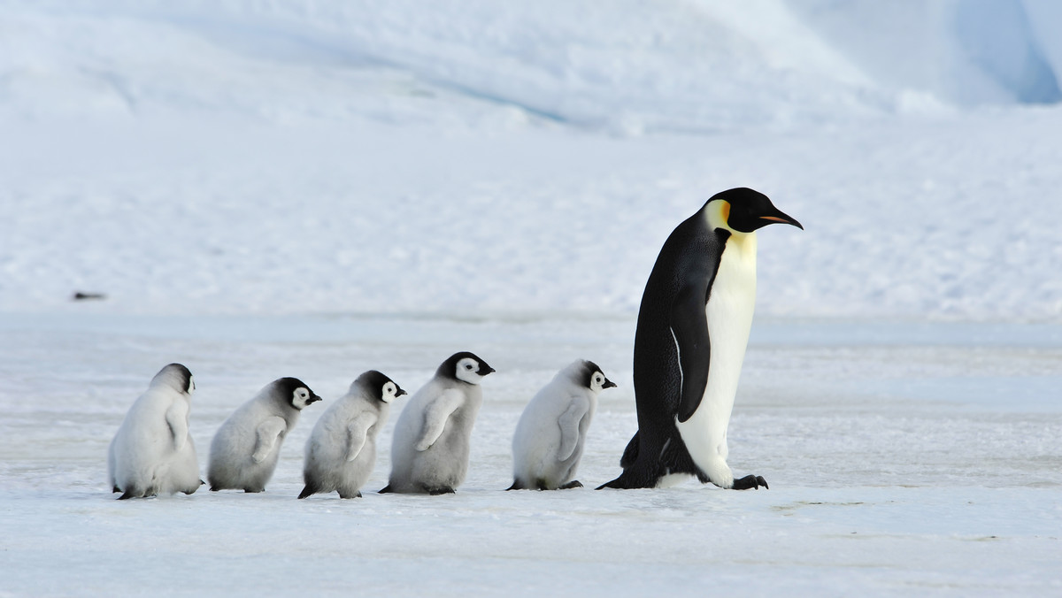 Zmiany klimatyczne na Antarktydzie. Rodziny pingwinów migrują w głąb lądu