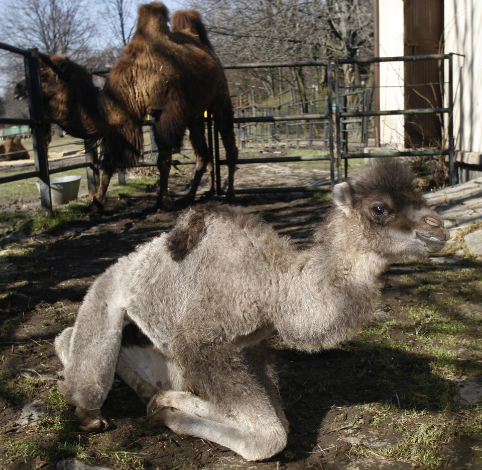 CHORZÓW ZOO MŁODY WIELBŁĄD