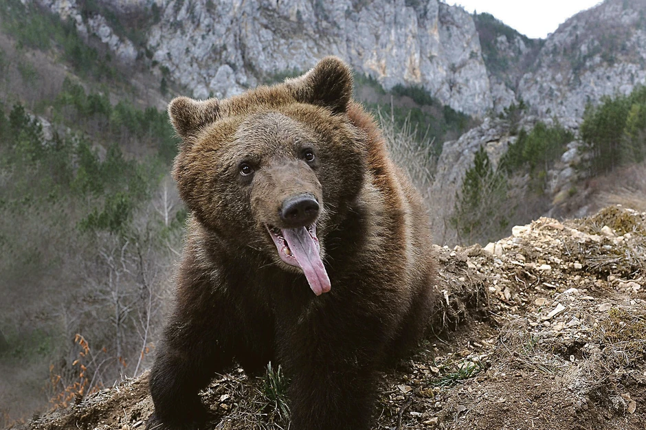 Medved na Tari (arhiva)