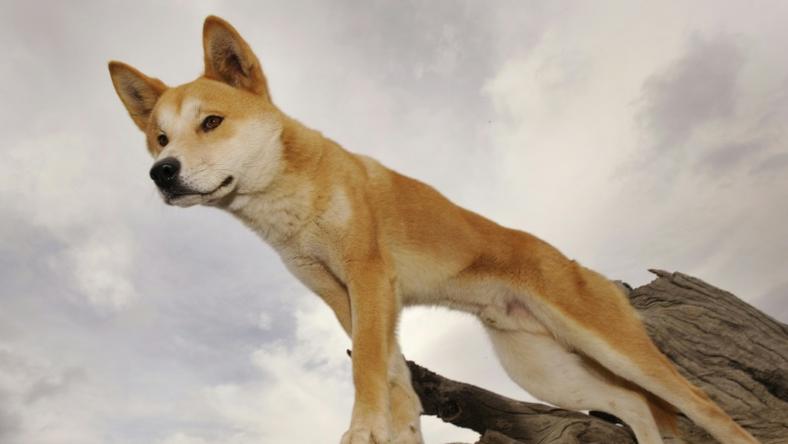 Dingo attacks on humans are very rare, but authorities in Australia have put down two after a French tourist and her son were bitten on Fraser Island