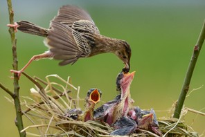 Zitting Cisticola Feeding Her Newborns