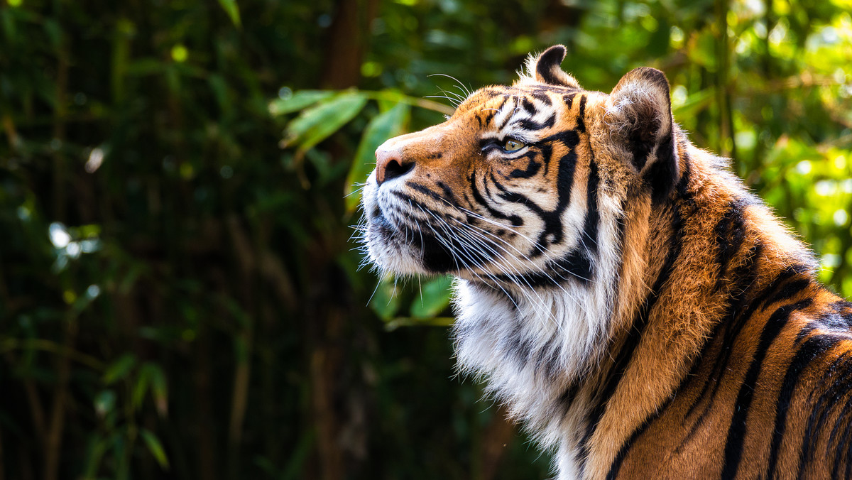 ZOO: koty mają własne wirusy korona. Nie potwierdzono, że zakażają