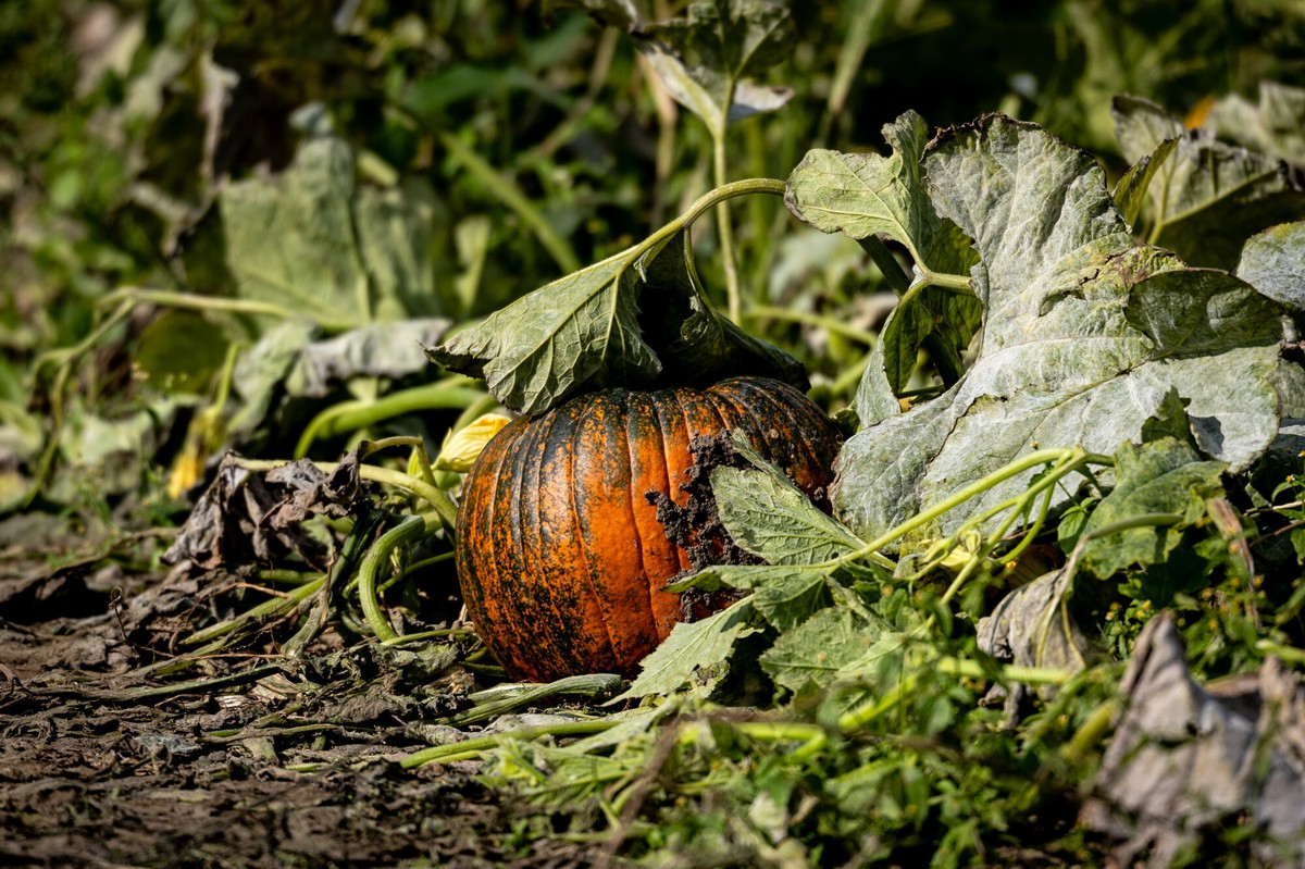 Jesienne prace rolne na podwarszawskich polach
