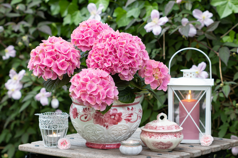 Hortensja hortensje kwiaty bukiet lampion wazon stół biel biały dekoracja Garden,Decoration,With,Pink,Hydrangea,Flower,And,Lantern