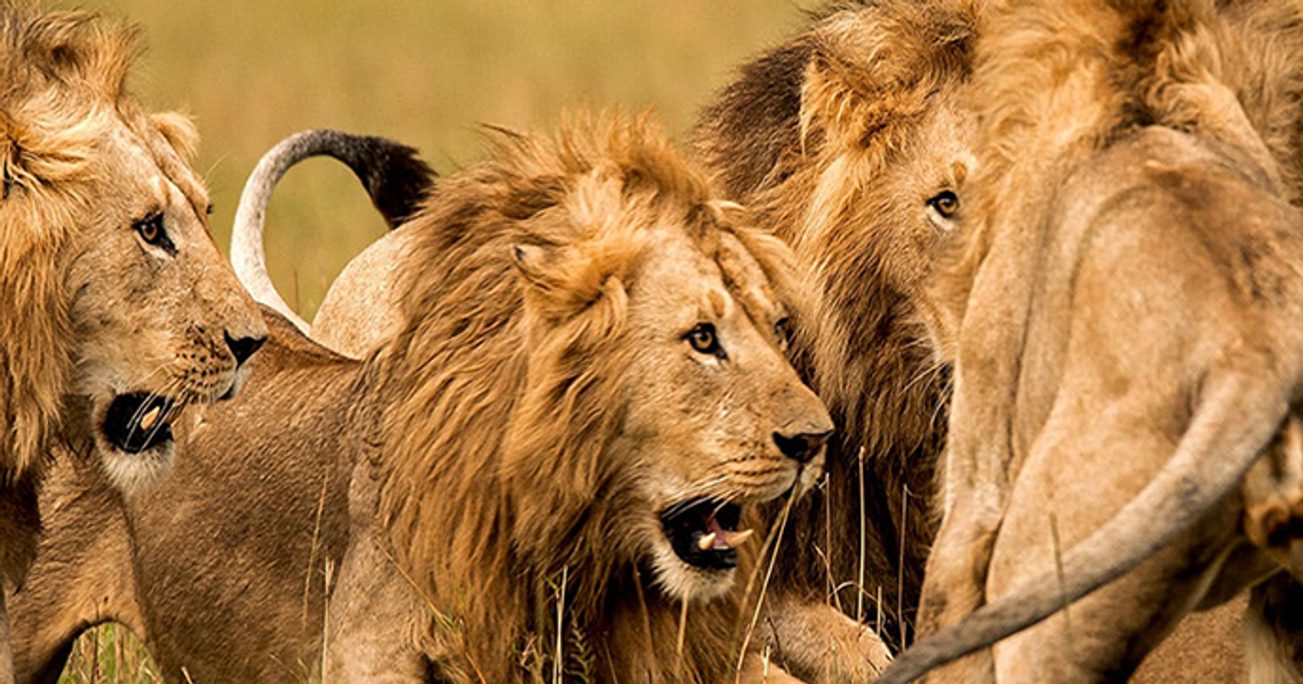 9-yr-old lion in OAU kills its caretaker during feeding - Vimarsana News