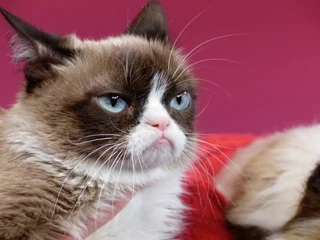 Grumpy Cat