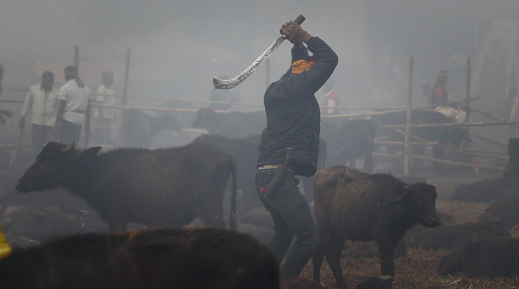 Gadhimai állatáldozati fesztival 2019 december / Foto: Northfoto