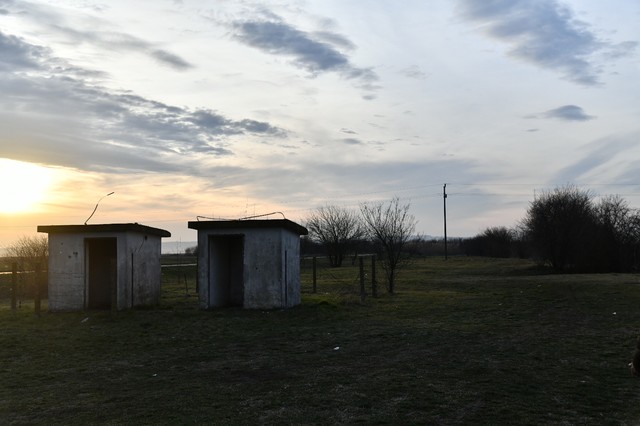 Banatski brestovac