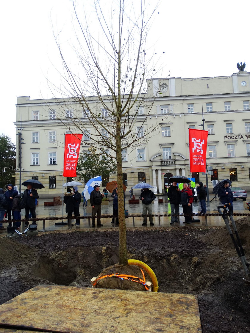 Nowe drzewo w miejscu Baobabu na placu Litewskim