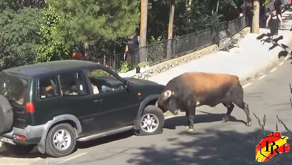 Elszabadult bika támadt meg egy autóban ülő családot, üldözőbe is vette őket - videó