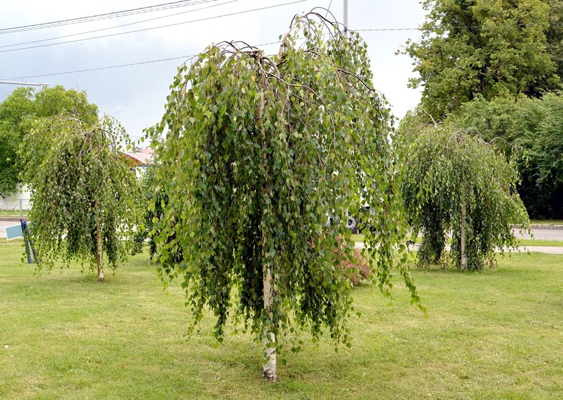 Drzewo do małego ogrodu: brzoza Betula pendula Youngii