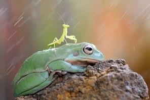 FROG AND MANTIS FRIENDS / FROG AND MANTIS FRIENDS /1233794