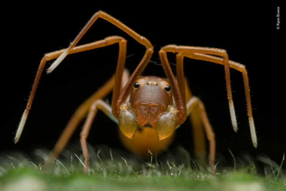 Zwycięskie zdjęcie Wildlife Photographer of the Year 2019 - kategoria "Portrety zwierząt", autor Ripan Biswas