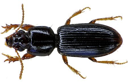 Agra schwarzeneggeri (foto: www.schwarzenegger.com)