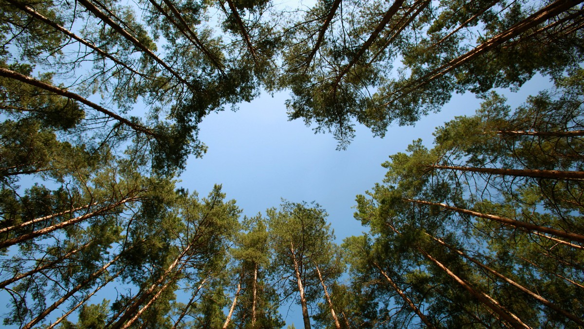 Właścicielem działki leśnej, którą pozostawiła po wyjeździe do RFN przed laty mieszkanka Warmii, stały się przez zasiedzenie Lasy Państwowe. Sąd Okręgowy w Olsztynie zmienił dzisiaj wyrok Sądu Rejonowego, który przyznał Warmiaczce status właścicielki.