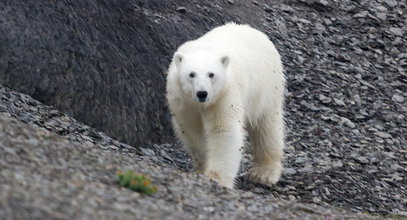 Makabryczny atak na Alasce. Niedźwiedź polarny zabił kobietę i dziecko