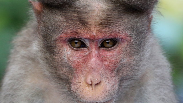 Őrjöngő majmok öltek meg egy 4 hónapos kisfiút Indiában