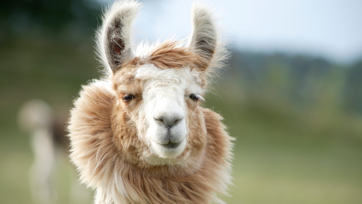 Lama