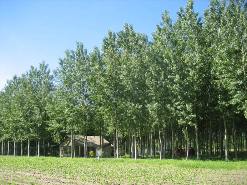 Drvoredi topole i bagrema krase salaš u Sonti