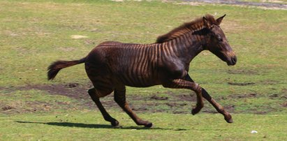 Nie mylisz się. Ten koń to zebra