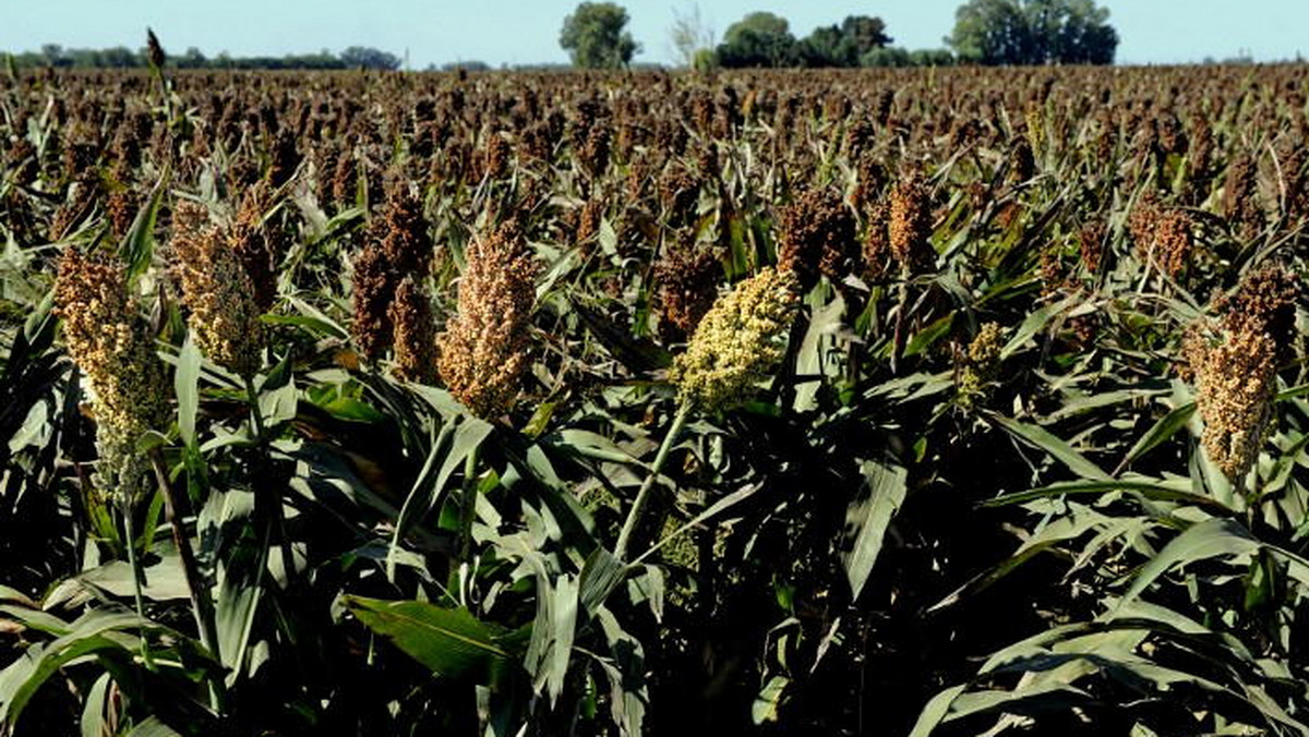 Amerykańska spółka NexSteppe zapowiada rozpoczęcie masowej produkcji biopaliw z wyhodowanej przez siebie specjalnej odmiany sorgo – donosi dziennik "The Guardian".