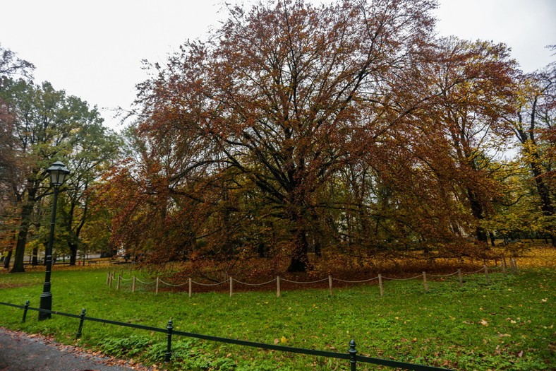 Peach in all its glory