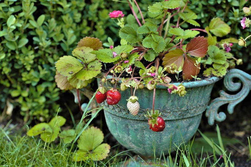 truskawka pendula zwisająca w donicy