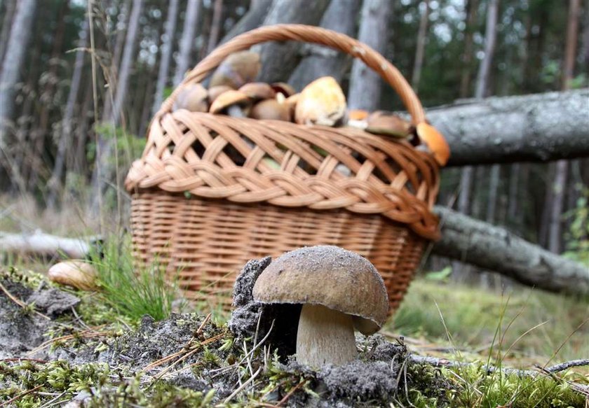 Szok! Znalazł trupa na grzybach!