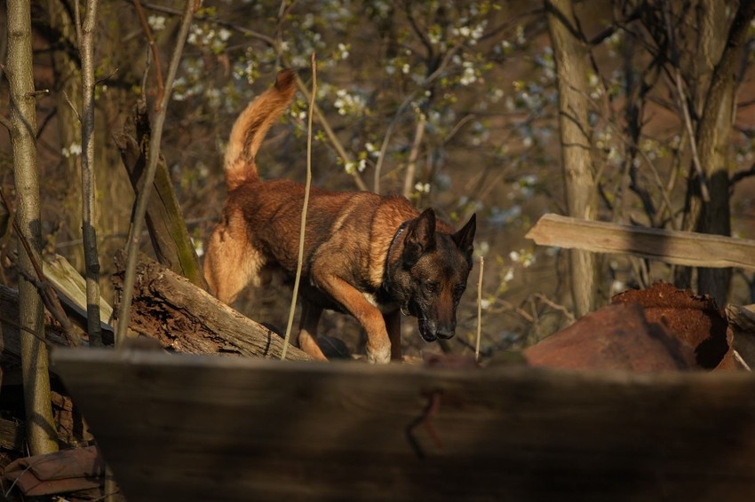 Potraga za Dankom Ilić