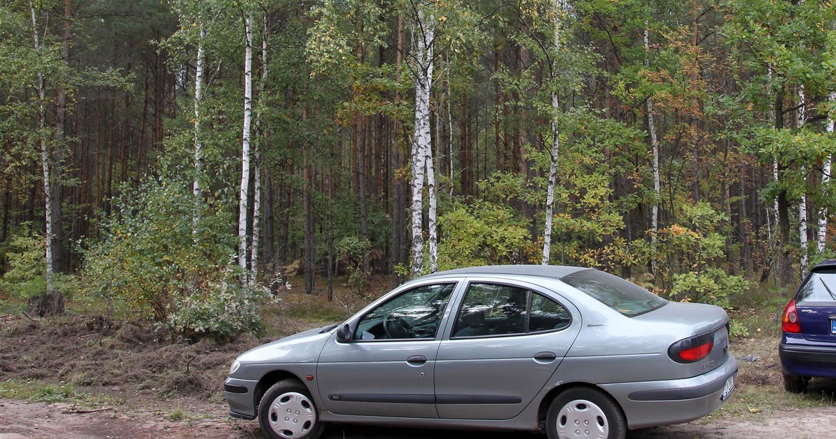 Grzybiarze zza granicy szturmowali polskie lasy. Co się zmieniło w tym roku?