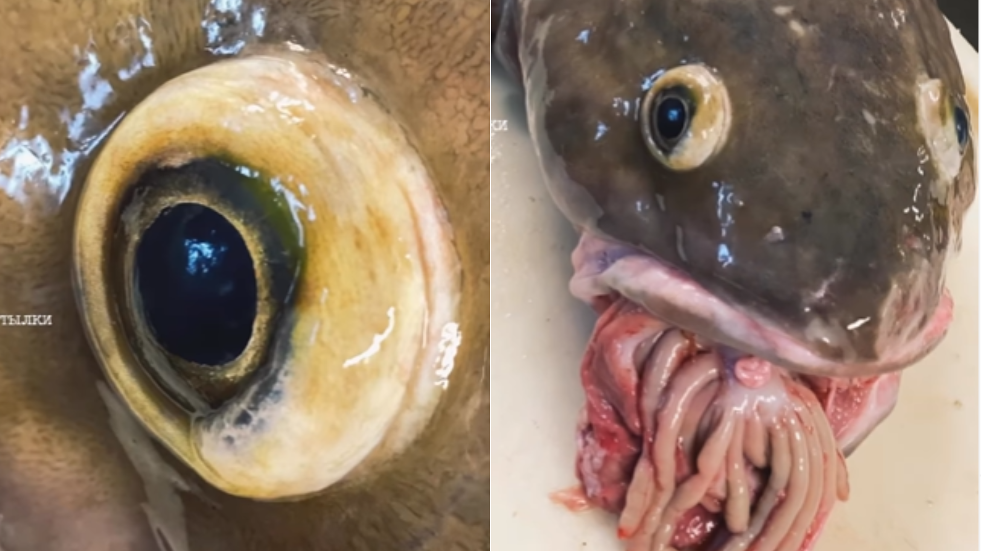 Ryba s vnútornosťami v ústach.