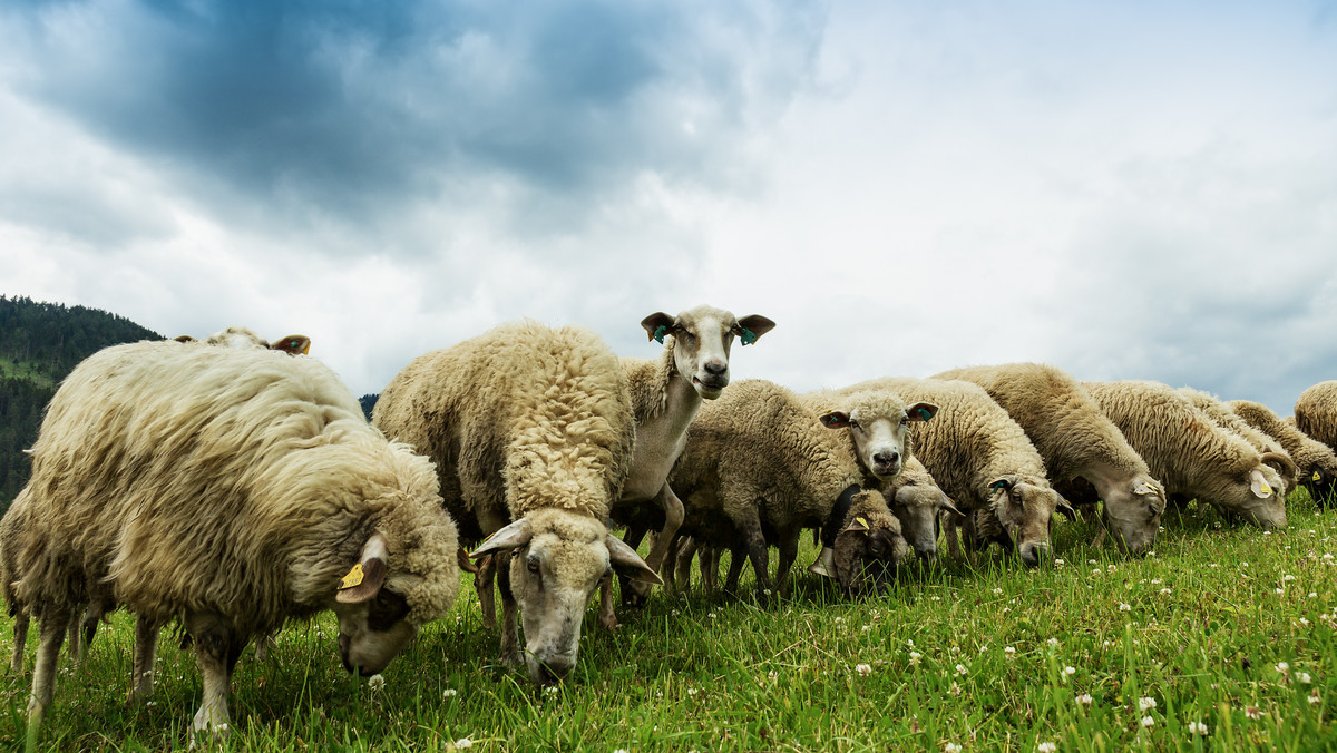 Nie będzie interwencyjnego skupu jagniąt z Podhala. Tego domagali się hodowcy owiec z Podhala po załamaniu się rynku eksportowego do Włoch. Owczarze będą mogli jednak liczyć na dopłaty do owiec, co ma pobudzić rynek owczarski w kraju.