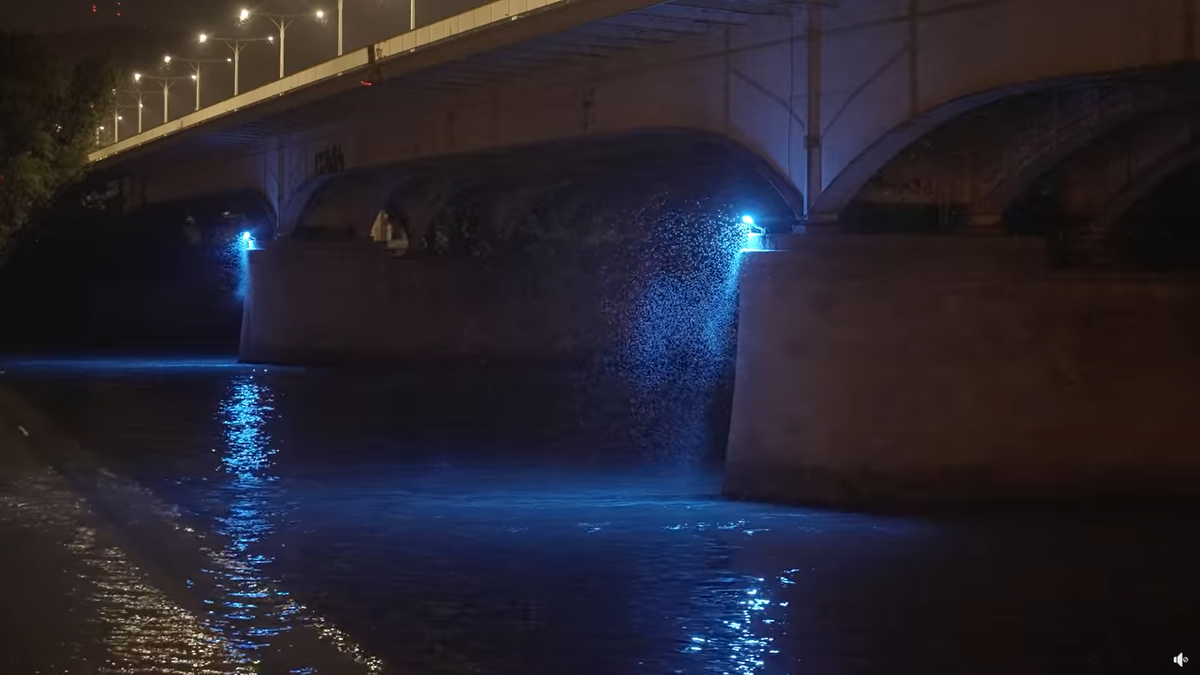 Szemkápráztató volt a dunavirágzás – videó