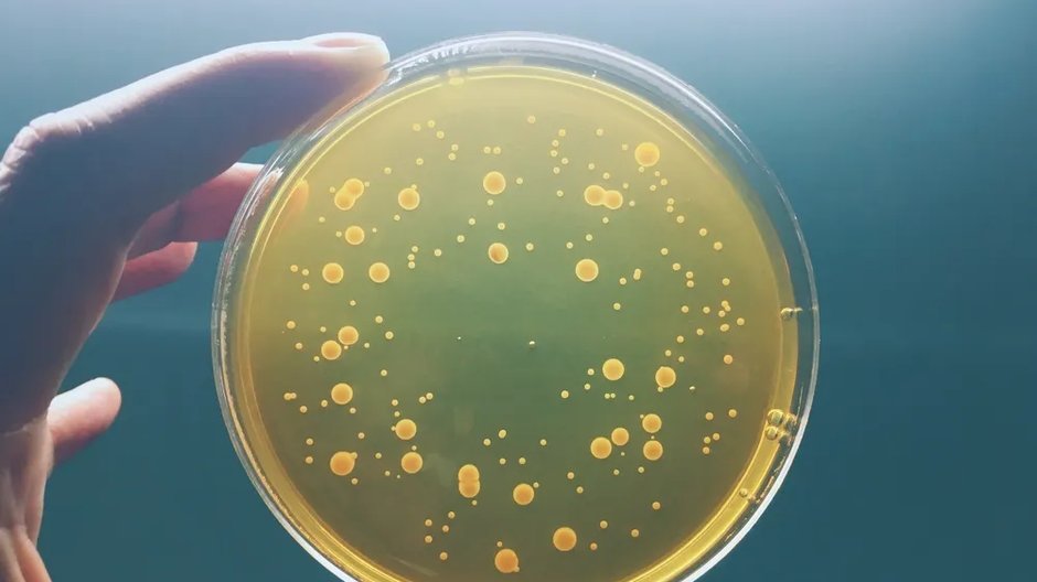 Nowy antybiotyk znany jest od lat jako nourseotrycyna (nourseothricin) i znana jest również pod nazwą streptotrycyna (nie mylić ze streptomycyną).