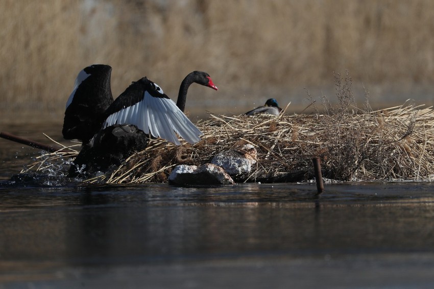 Divlji labudovi u Pekingu
