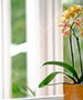A barátnőm nagy orchidea-szakértő: azt mondja, hogy EZT sose tedd a növényeiddel, mert „megöli” őket